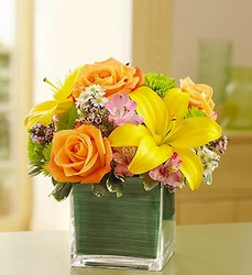Fields of Europe in Cube Vase Davenport Florist - Same Day Flower Delivery - Flower Power 